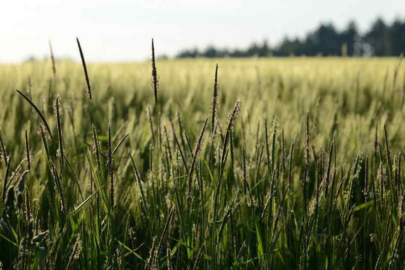 AdobeStock_995417255_Vulpin_cereales