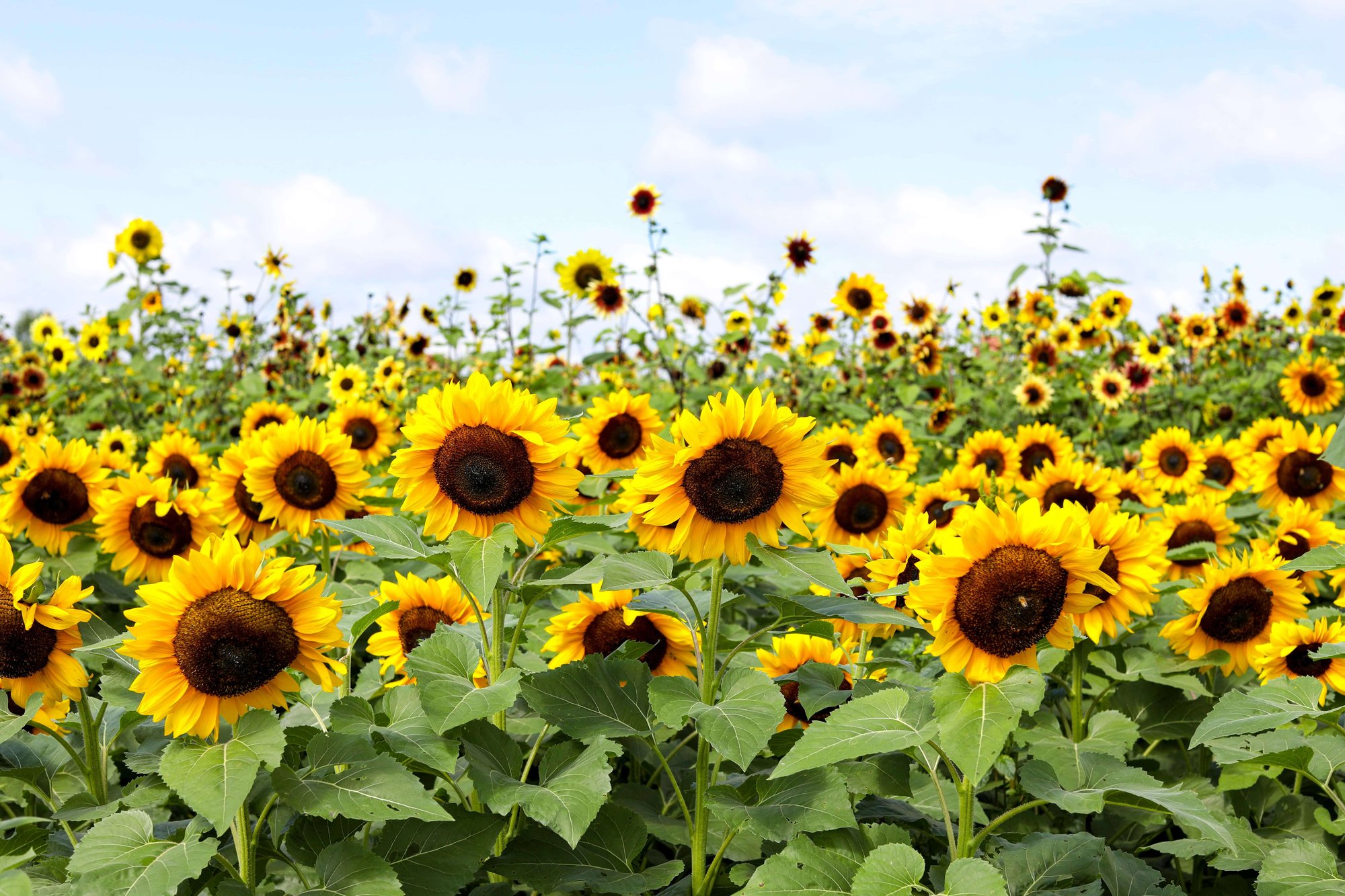 ambroisies-datura-tournesols